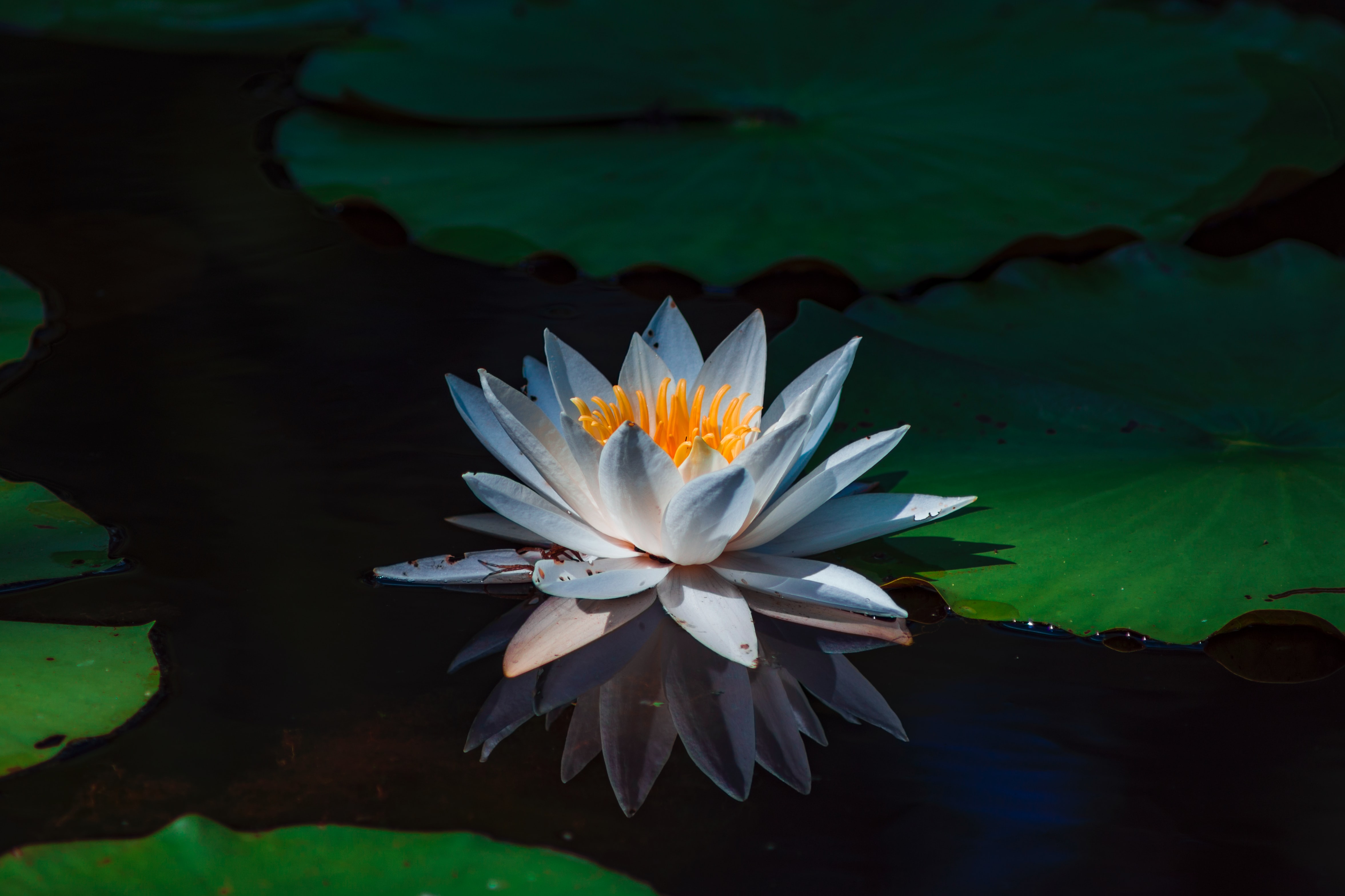 water lilly in pond